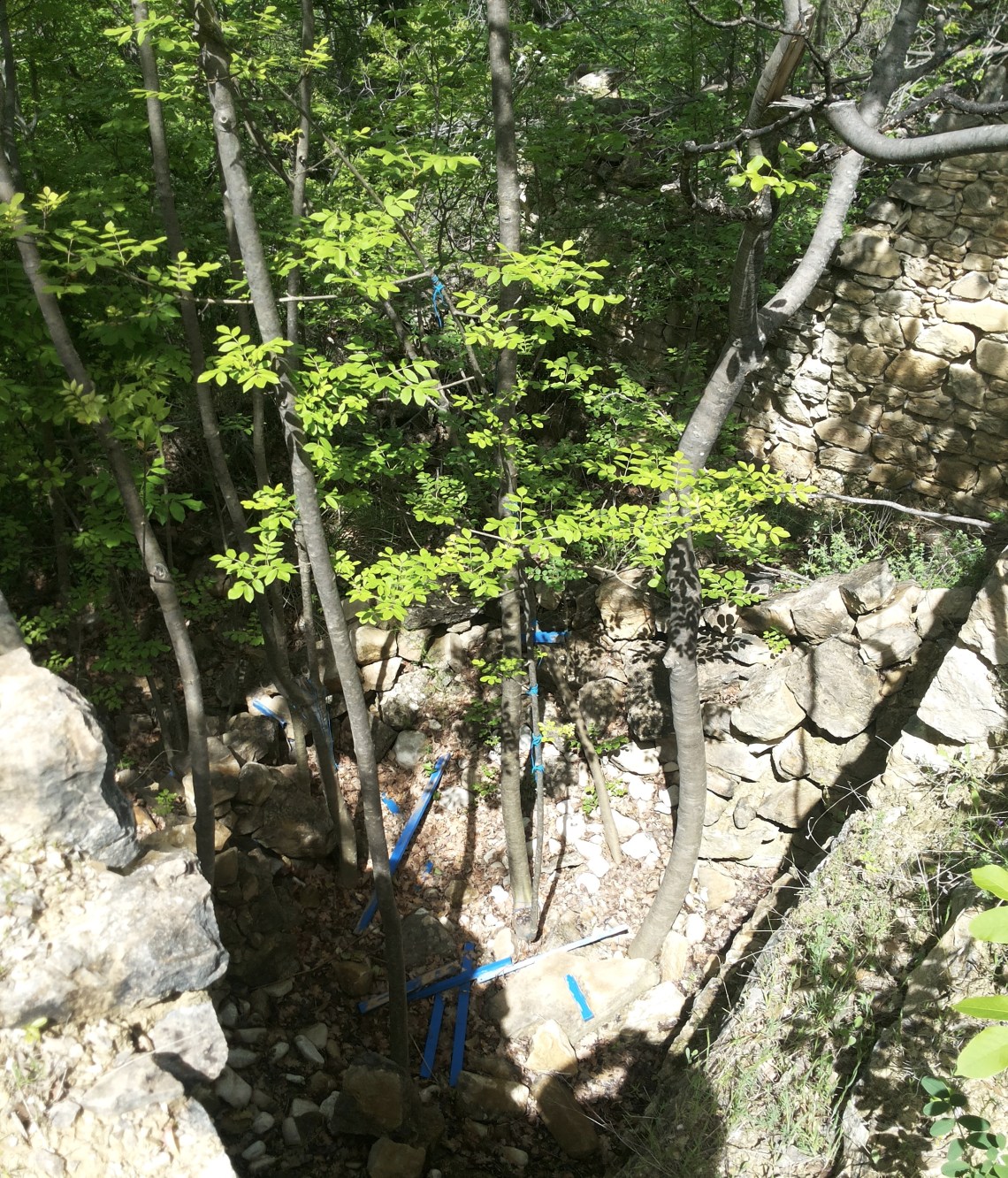 Nicola Toffolini, Offesa della Natura, Opera numero 1. Stato di conservazione in maggio 2014.